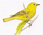 Yellow Warbler