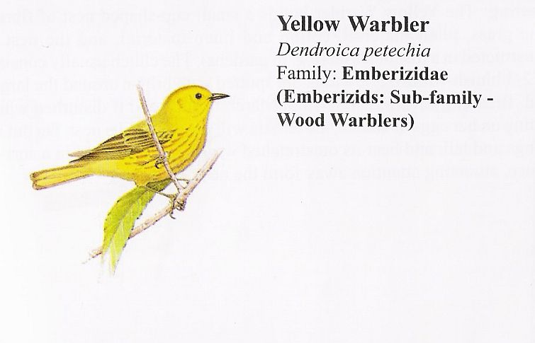 Yellow Warbler