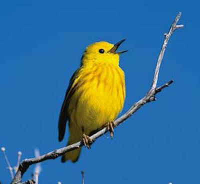 Yellow Warbler