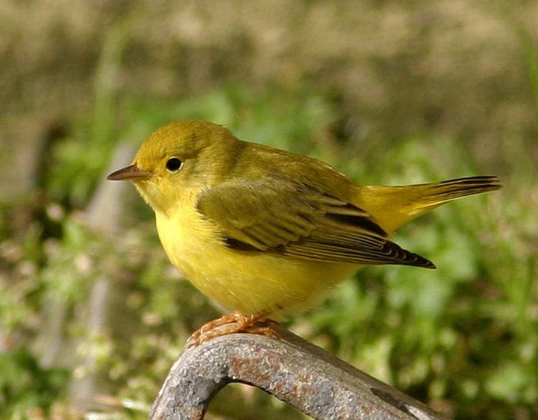 Yellow Warbler