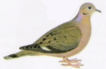 Zenaida Dove