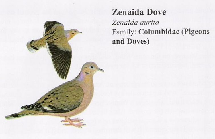 Zenaida Dove