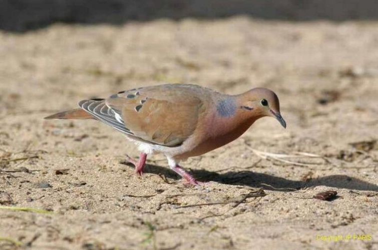 Zenaida Dove